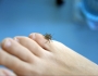 Bed bugs beware Bed bugs beware Featured Image